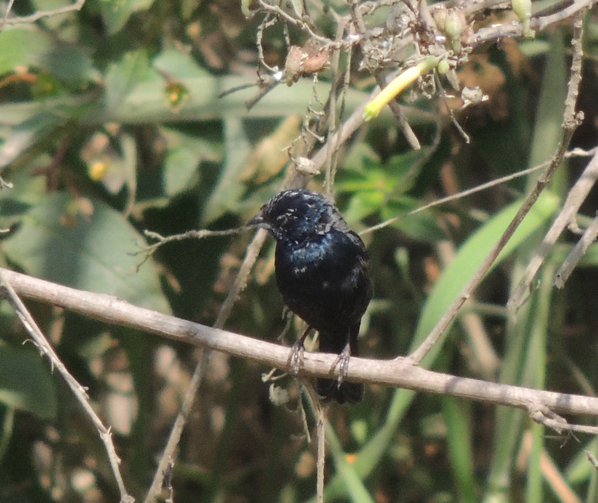 Blue-black Grassquit - ML644413248