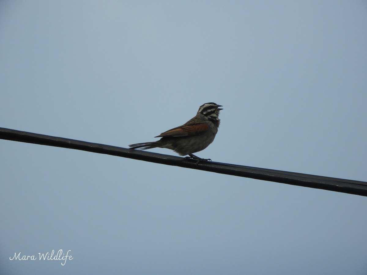 Cape Bunting - ML644413259
