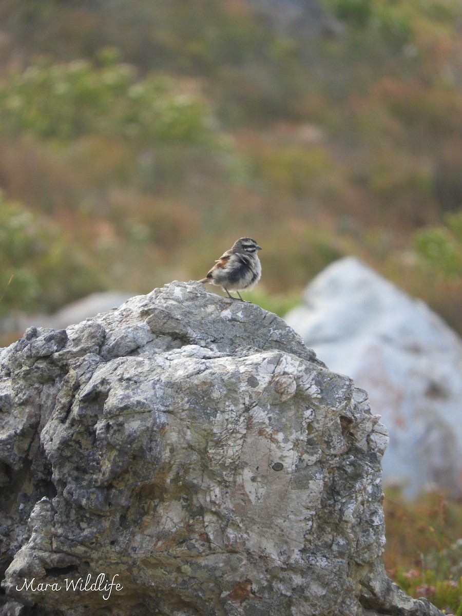 Cape Bunting - ML644413260