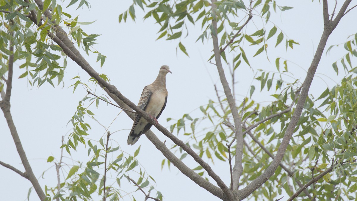 Oriental Turtle-Dove - ML644413261
