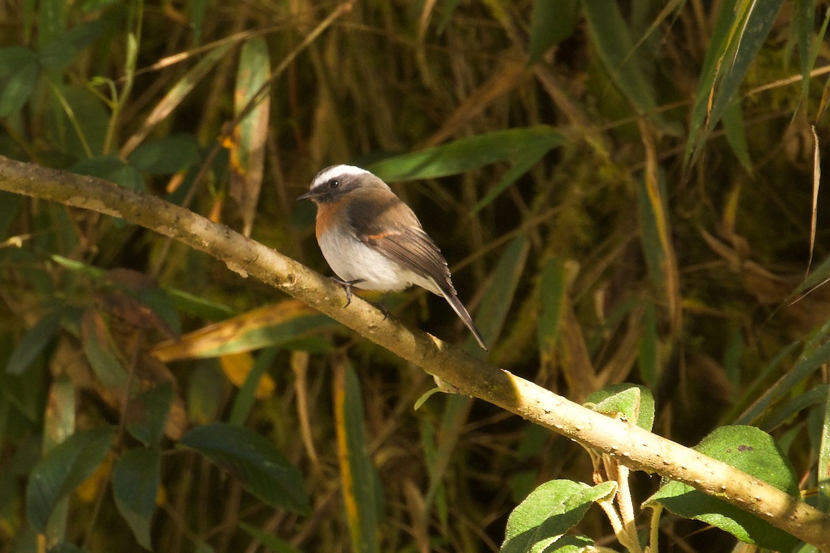 Rufous-breasted Chat-Tyrant - ML644413287