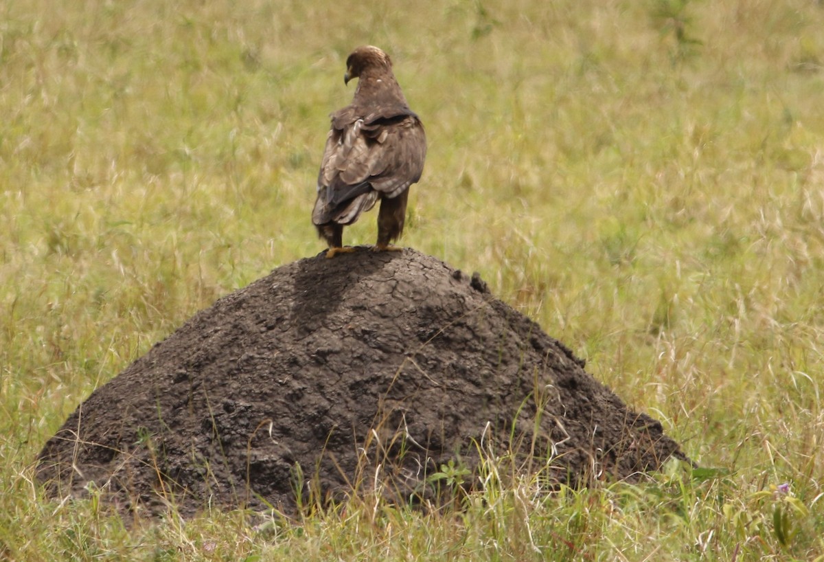 Tawny Eagle - ML644413311