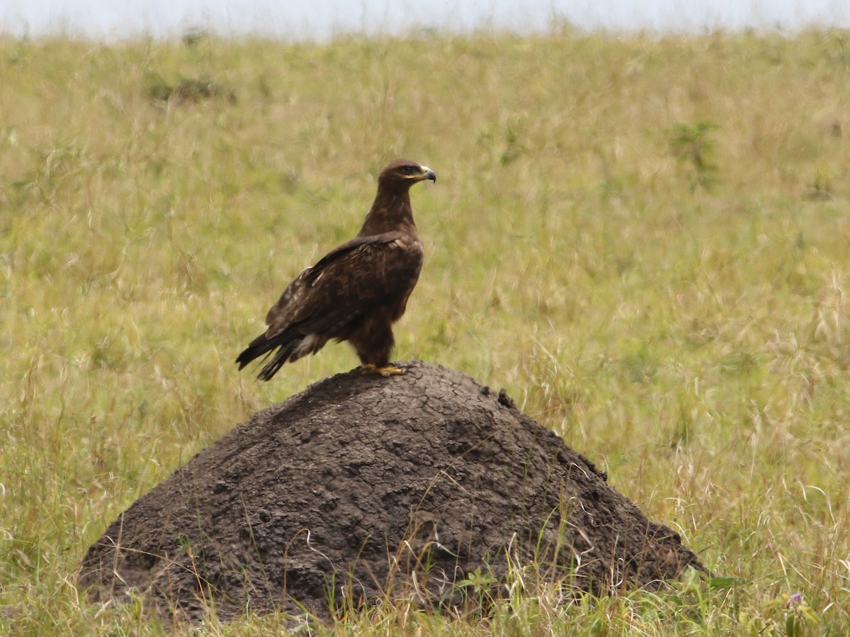 Tawny Eagle - ML644413312