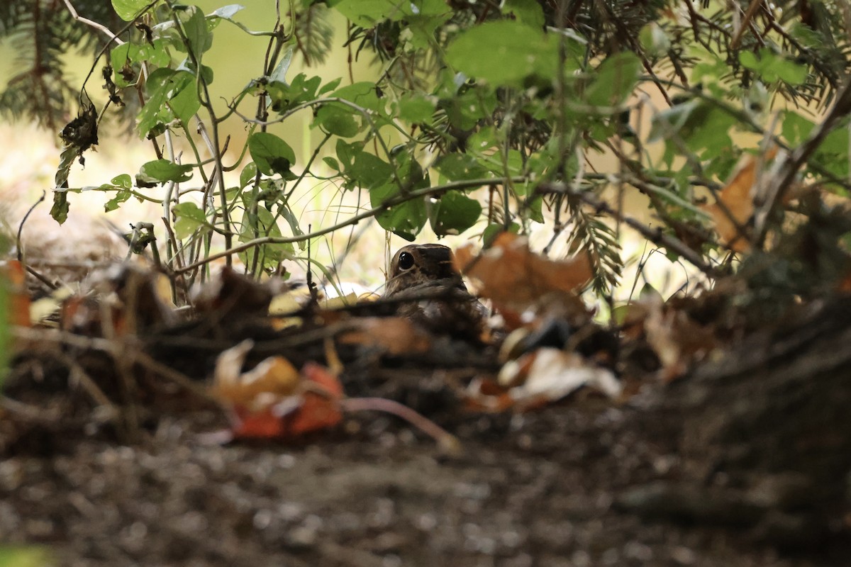 American Woodcock - ML644413317