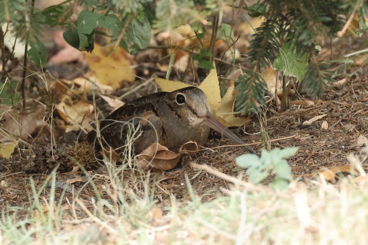 American Woodcock - ML644413318