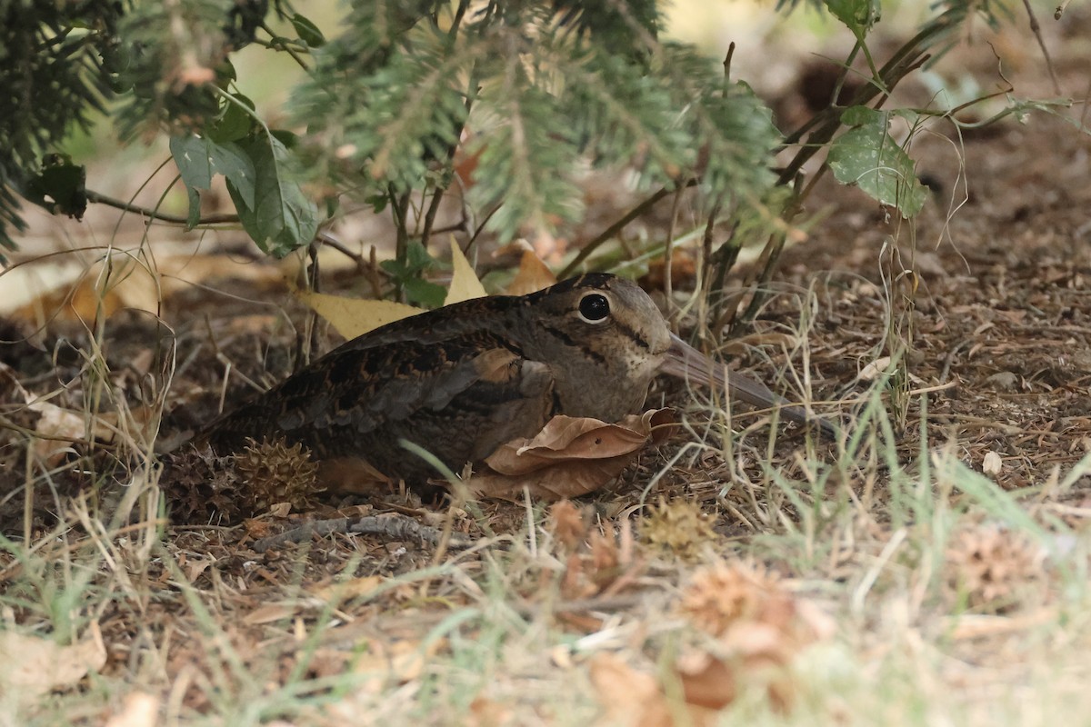 American Woodcock - ML644413322