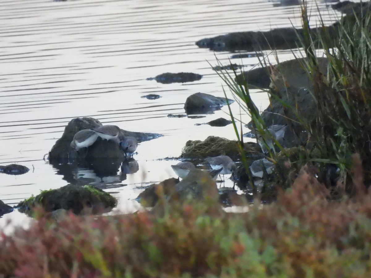 beringsnipe - ML644413324