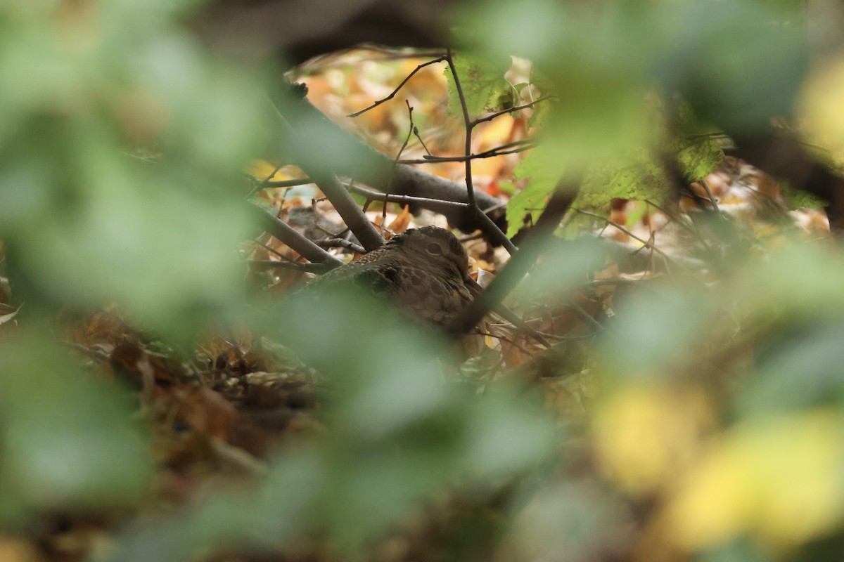 American Woodcock - ML644413325