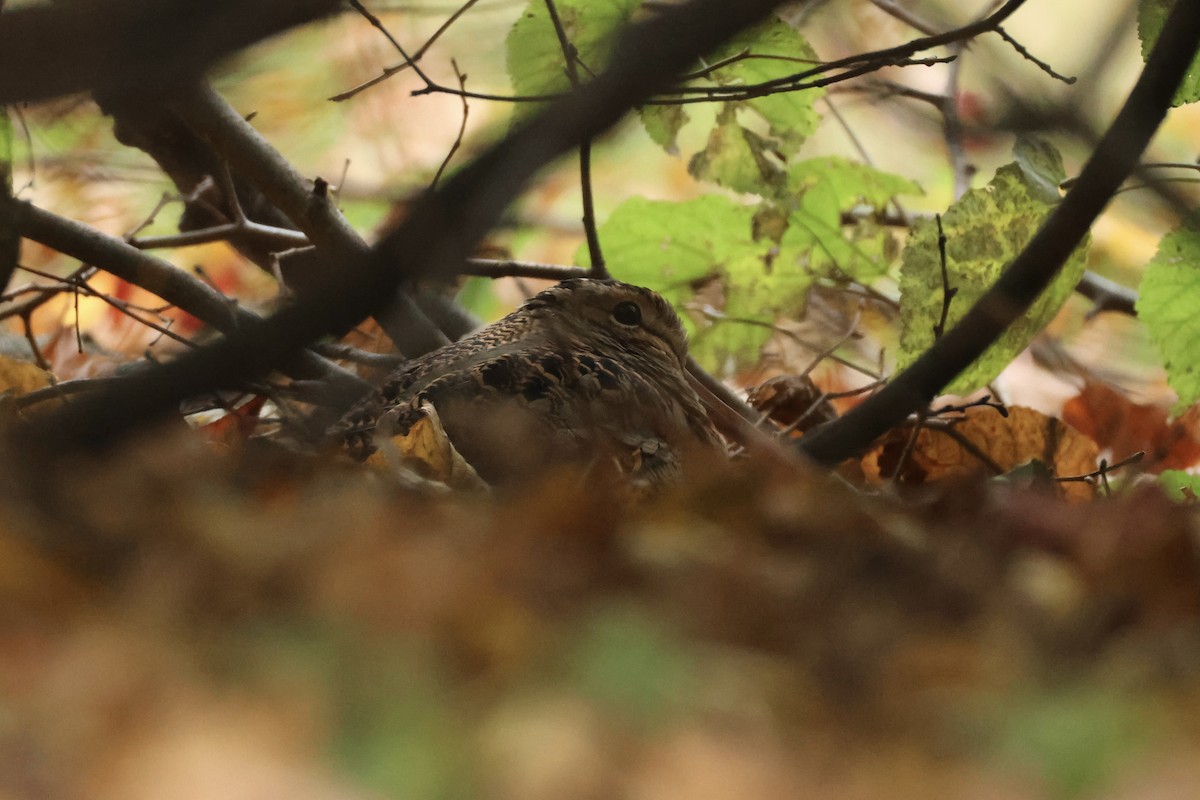 American Woodcock - ML644413326