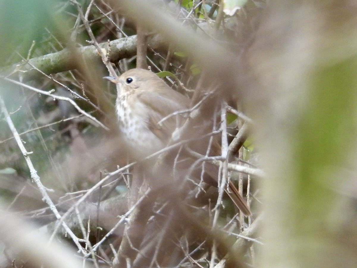 Hermit Thrush - ML644413328
