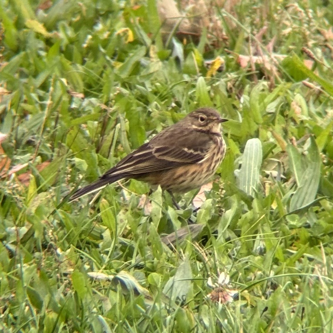 American Pipit - ML644413338