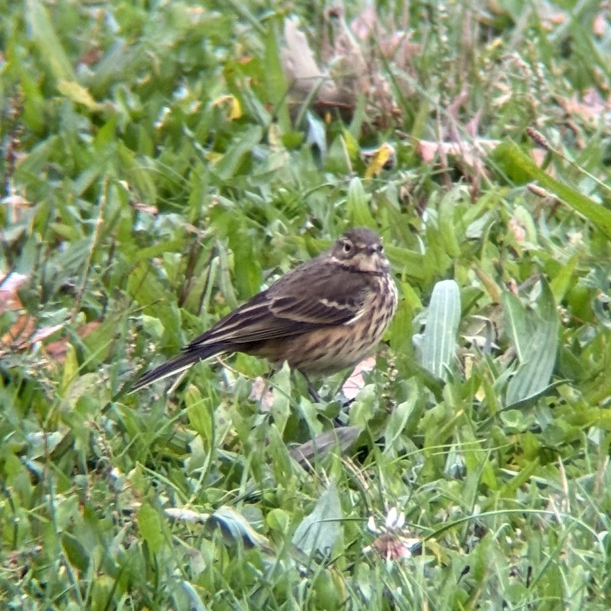 American Pipit - ML644413339