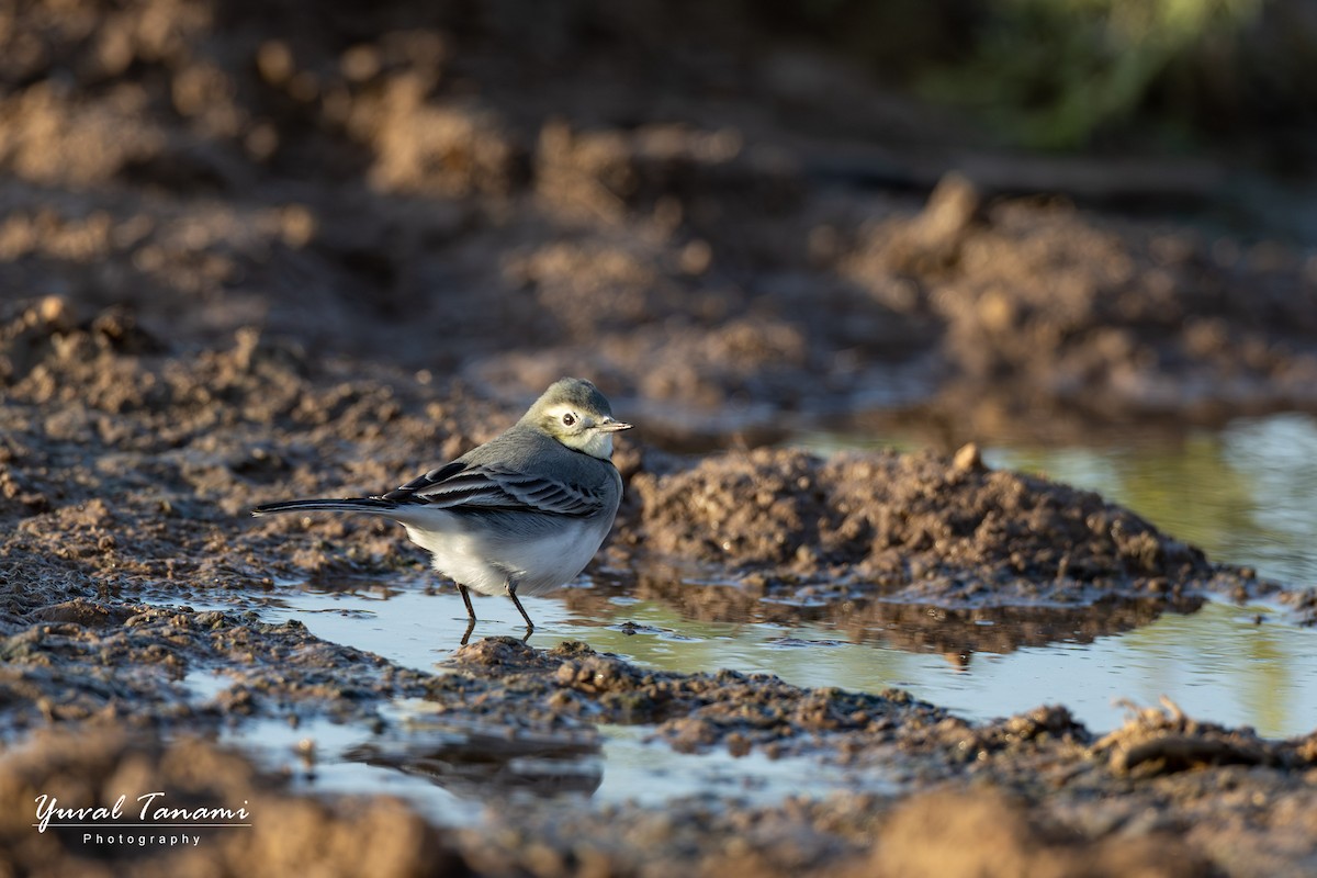 Buztanikara zuria - ML644413352