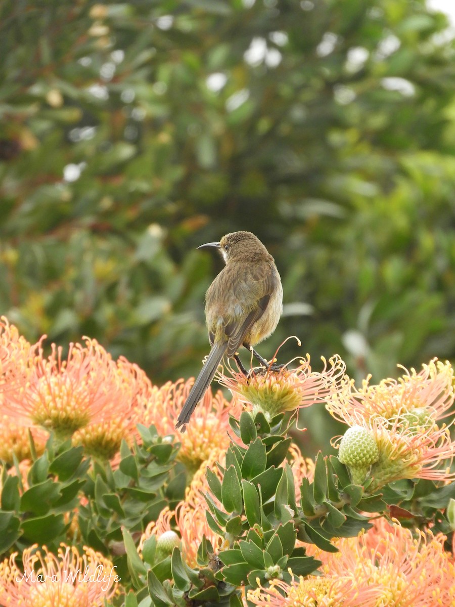 Cape Sugarbird - ML644413355