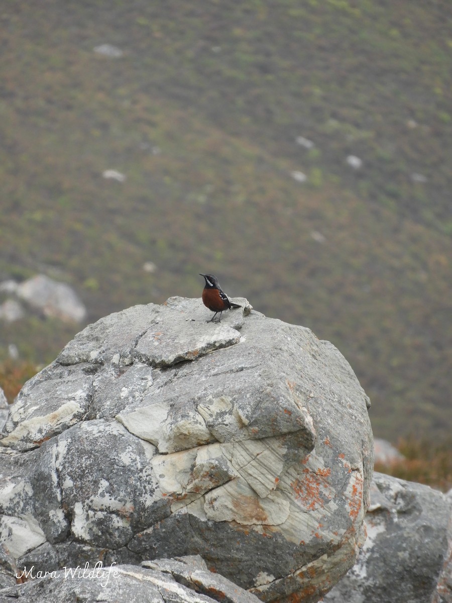 Cape Rockjumper - Mara Belacchi