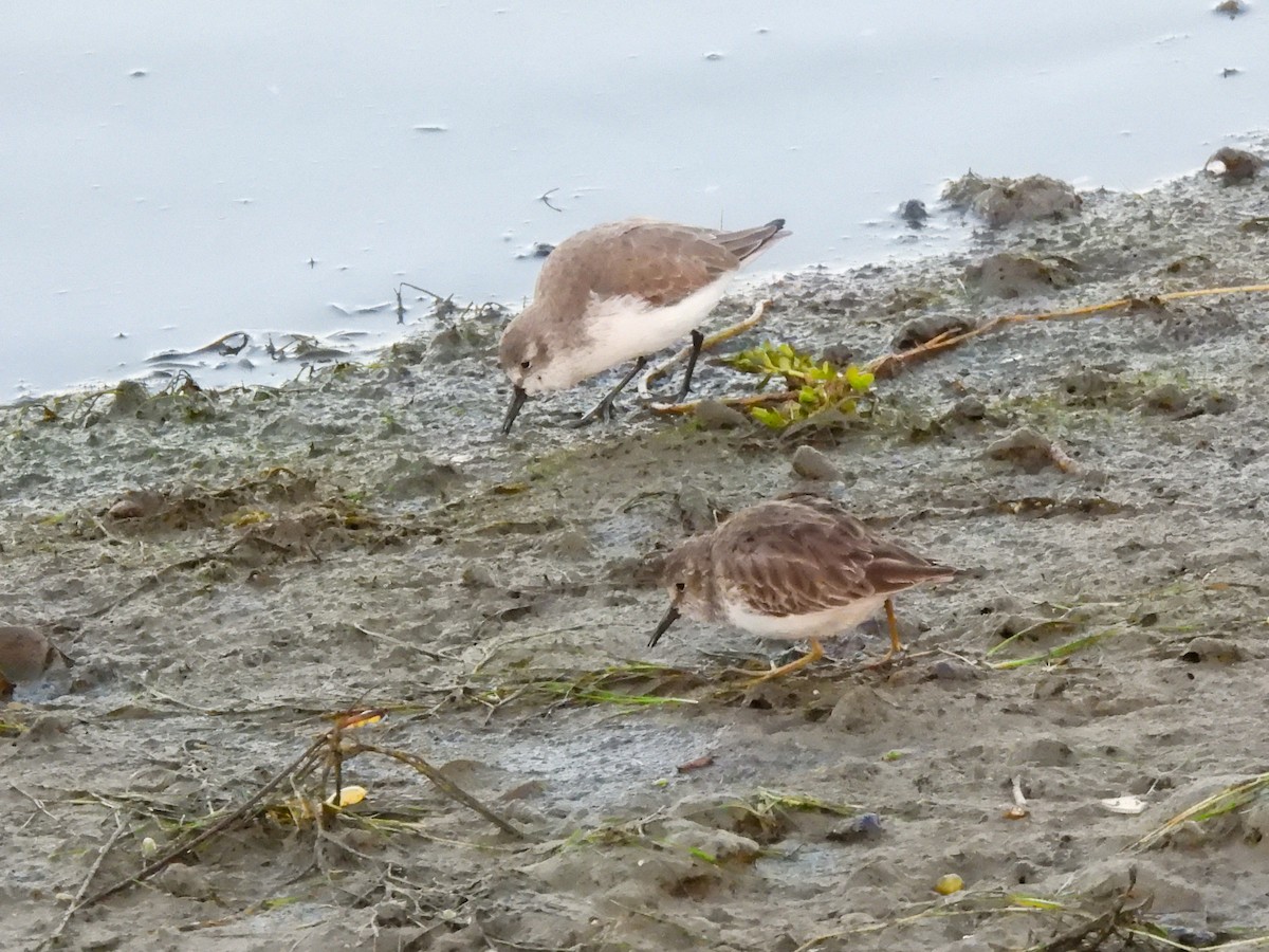 Least Sandpiper - ML644413363