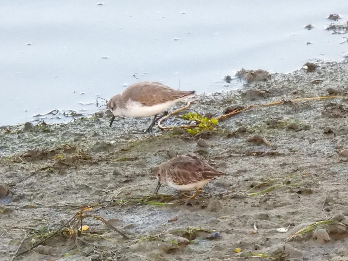 beringsnipe - ML644413364