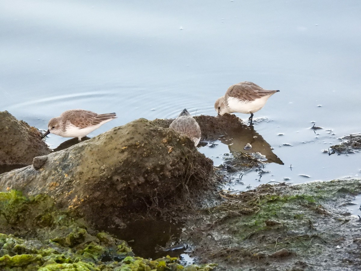 beringsnipe - ML644413367