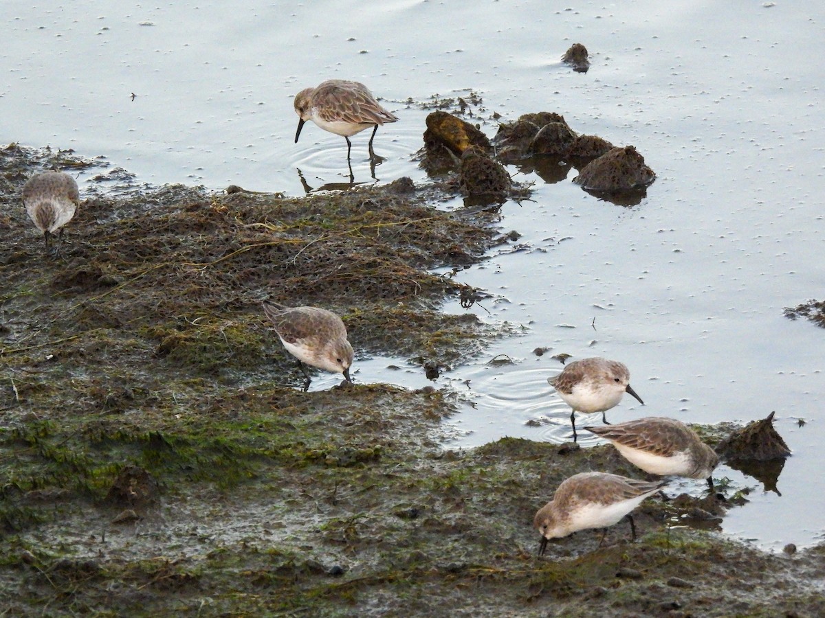 beringsnipe - ML644413370