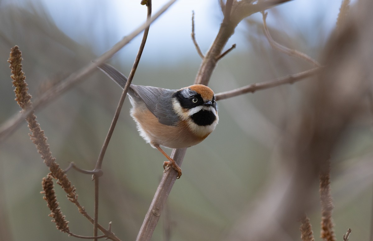 Black-throated Tit - ML644413371