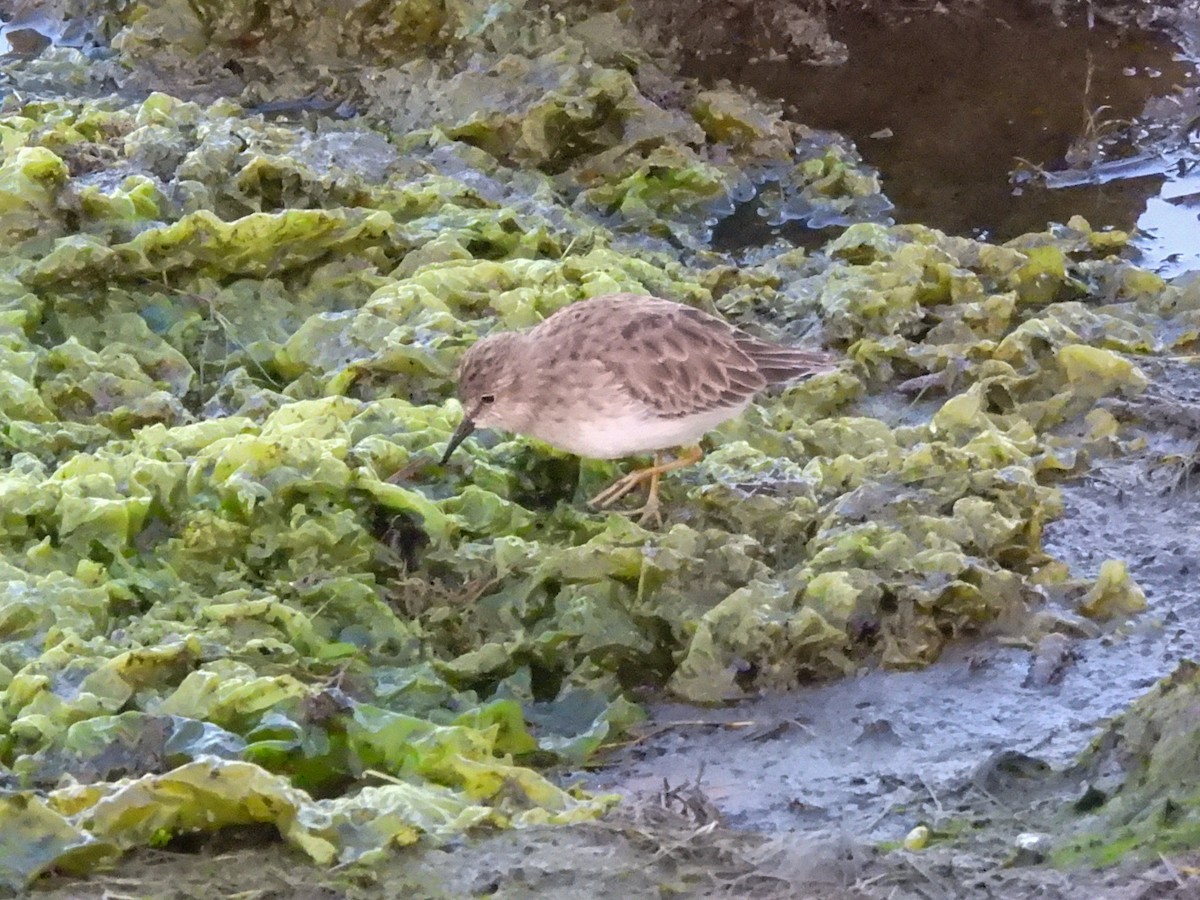 Least Sandpiper - ML644413372