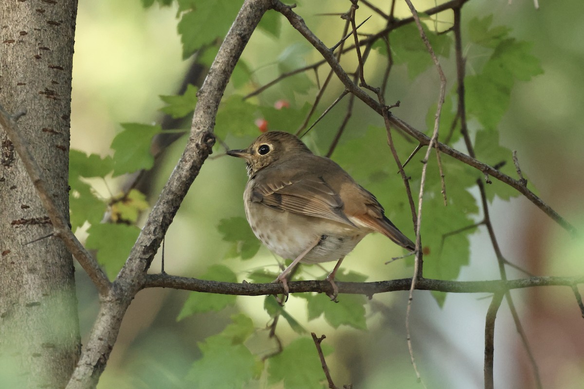 Hermit Thrush - ML644413376