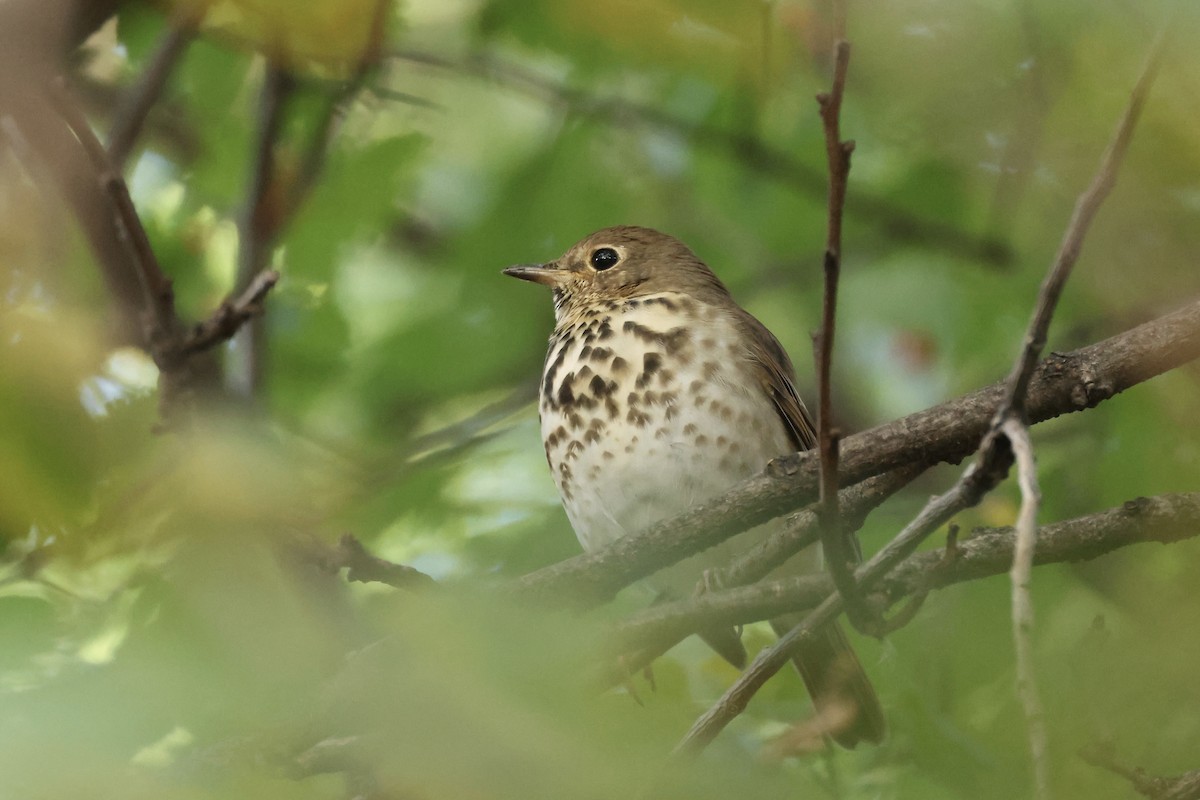 Hermit Thrush - ML644413378