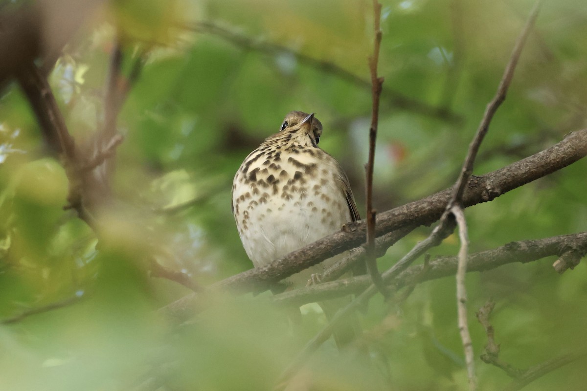 Hermit Thrush - ML644413380