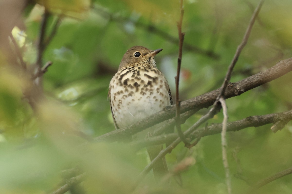 Hermit Thrush - ML644413383