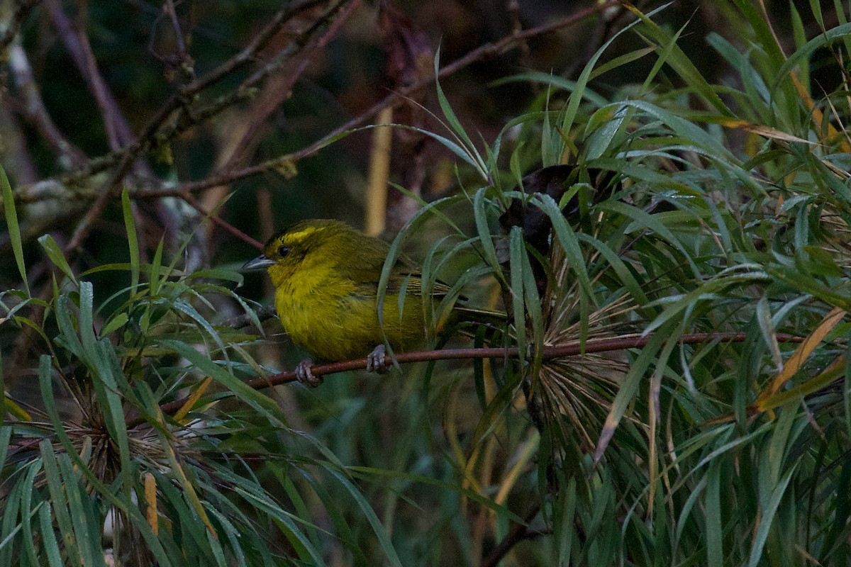 Parodi's Hemispingus - ML644413385