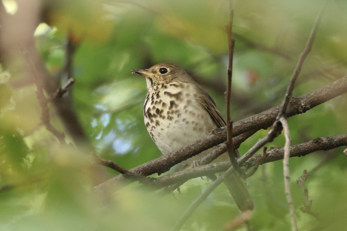 Hermit Thrush - ML644413387