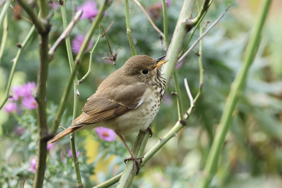 Hermit Thrush - ML644413389