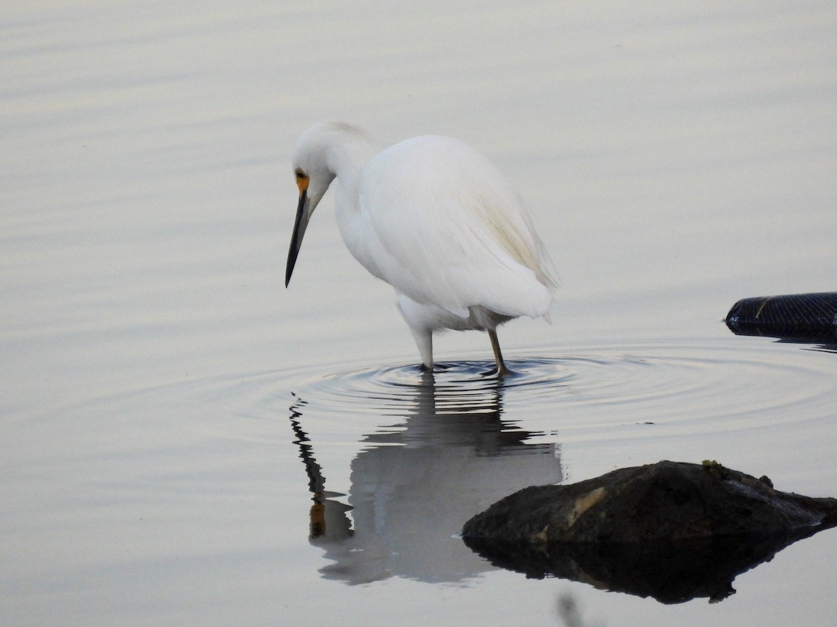 ユキコサギ - ML644413393