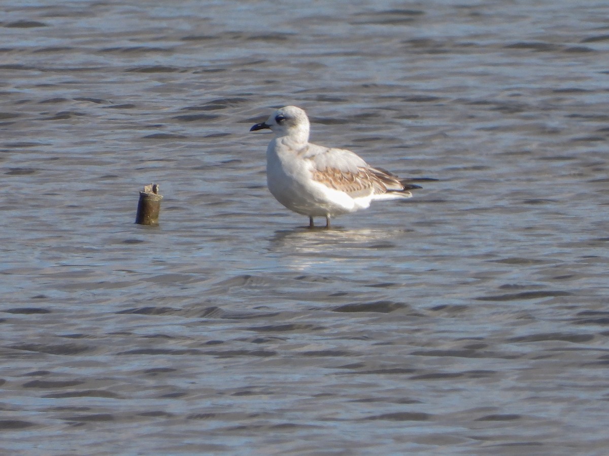 Mediterranean Gull - ML644413394