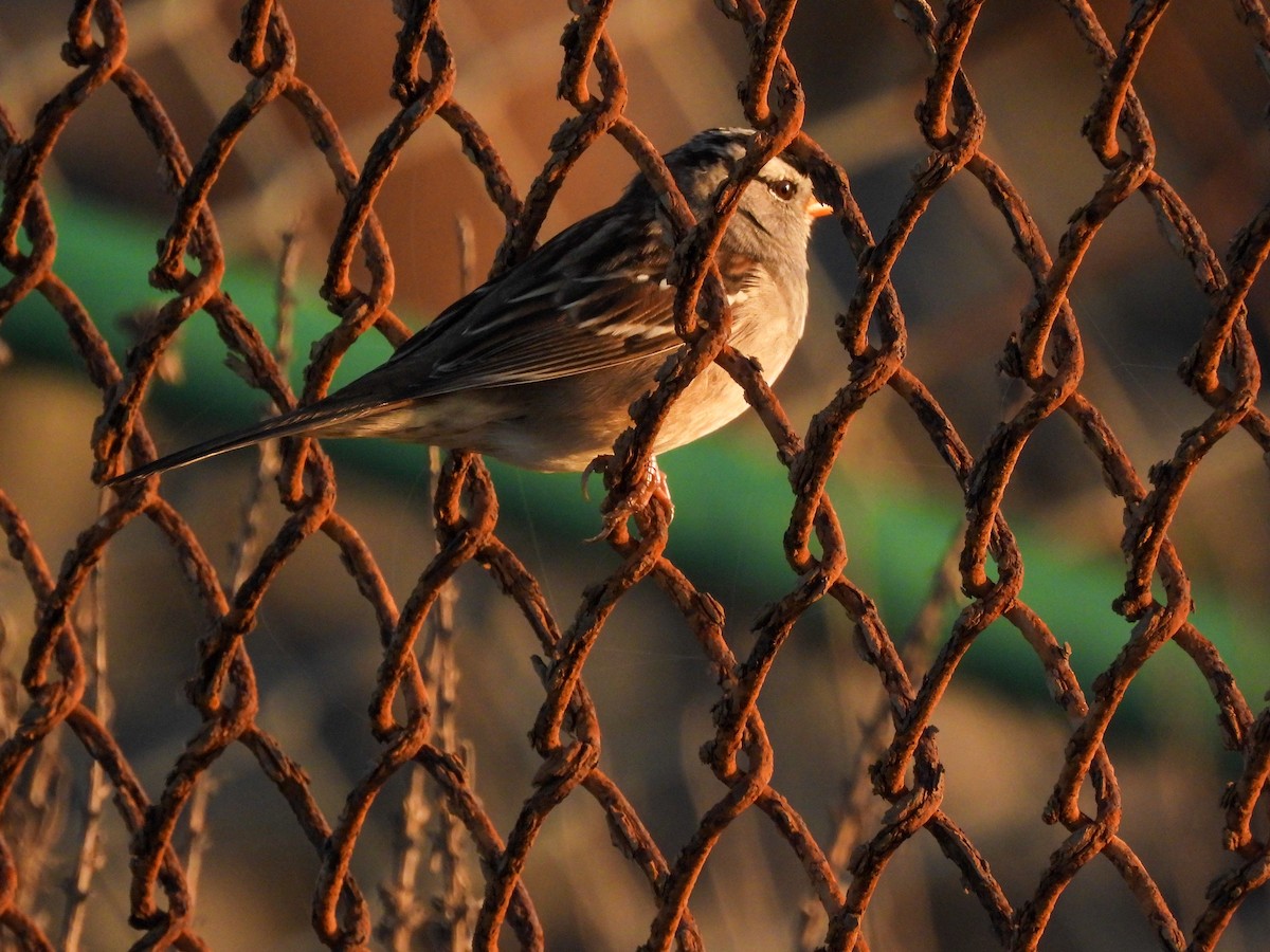 Белобровая овсянка - ML644413402