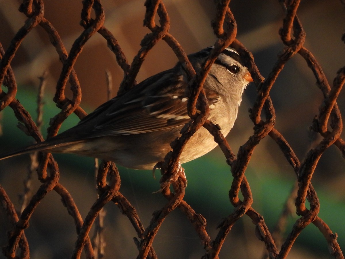 Белобровая овсянка - ML644413406