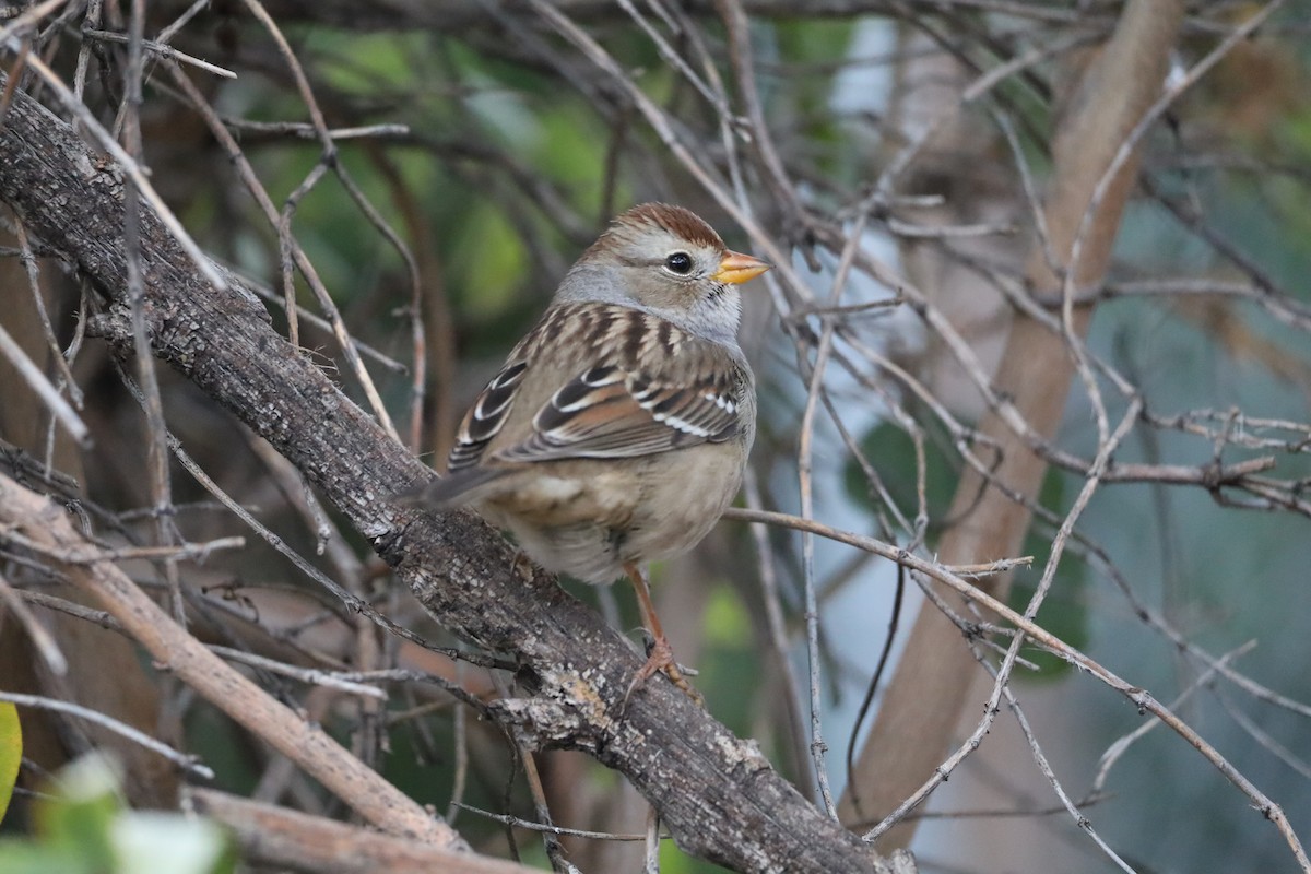 Белобровая овсянка - ML644413414