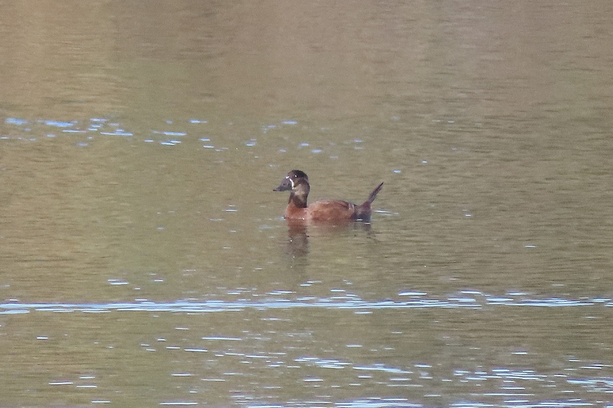 White-headed Duck - ML644413423