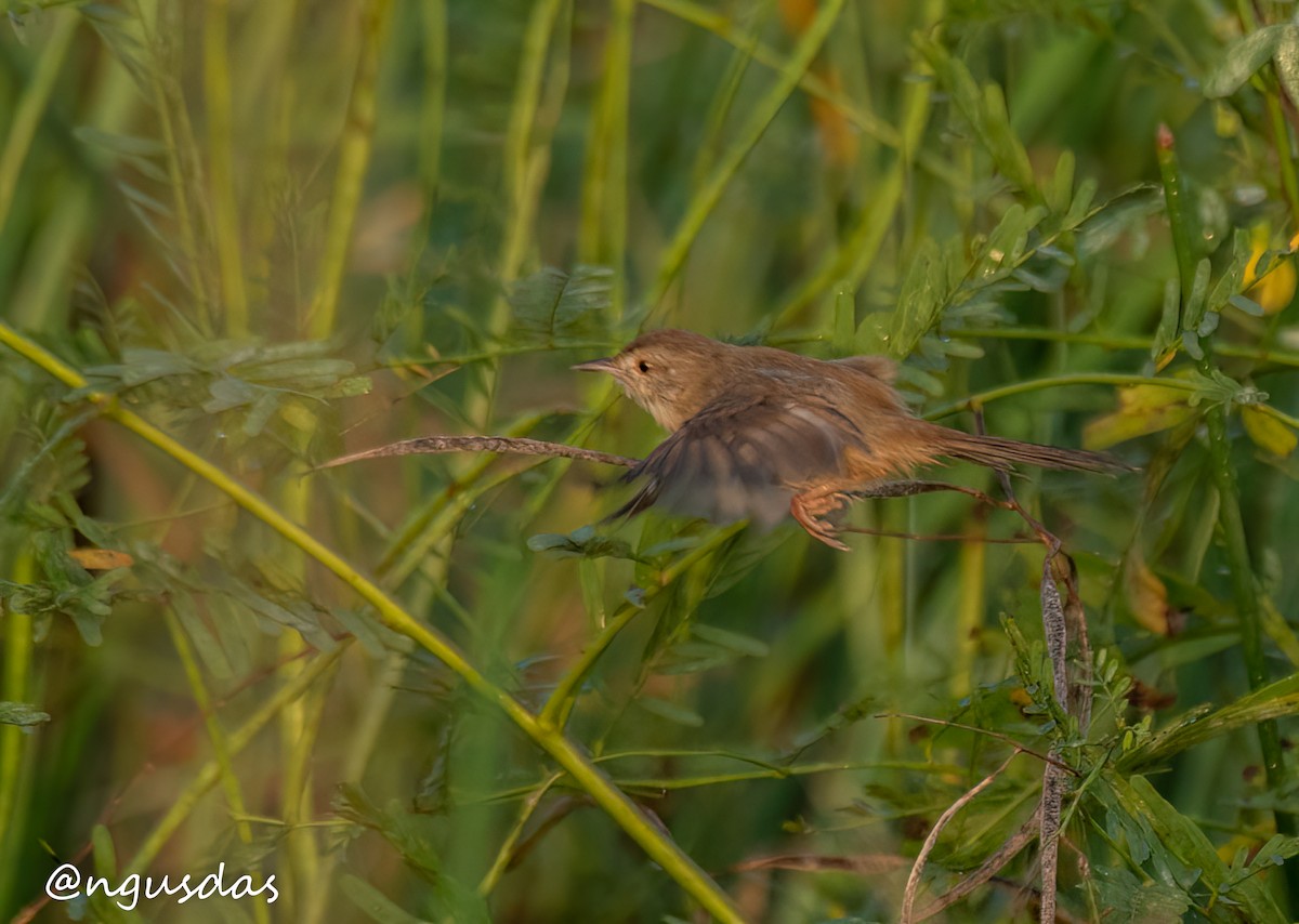 Plain Prinia - ML644413428