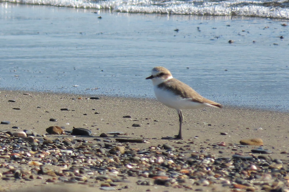 Kentish Plover - ML644413432