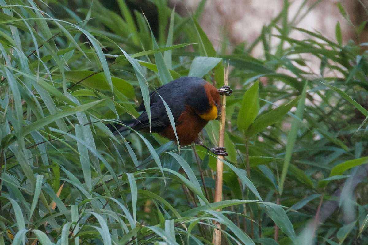 Plushcap - ML644413438