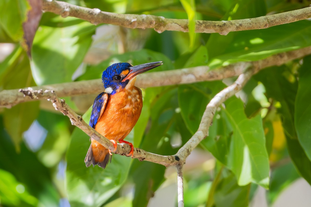 Рибалочка темно-синій - ML644413441