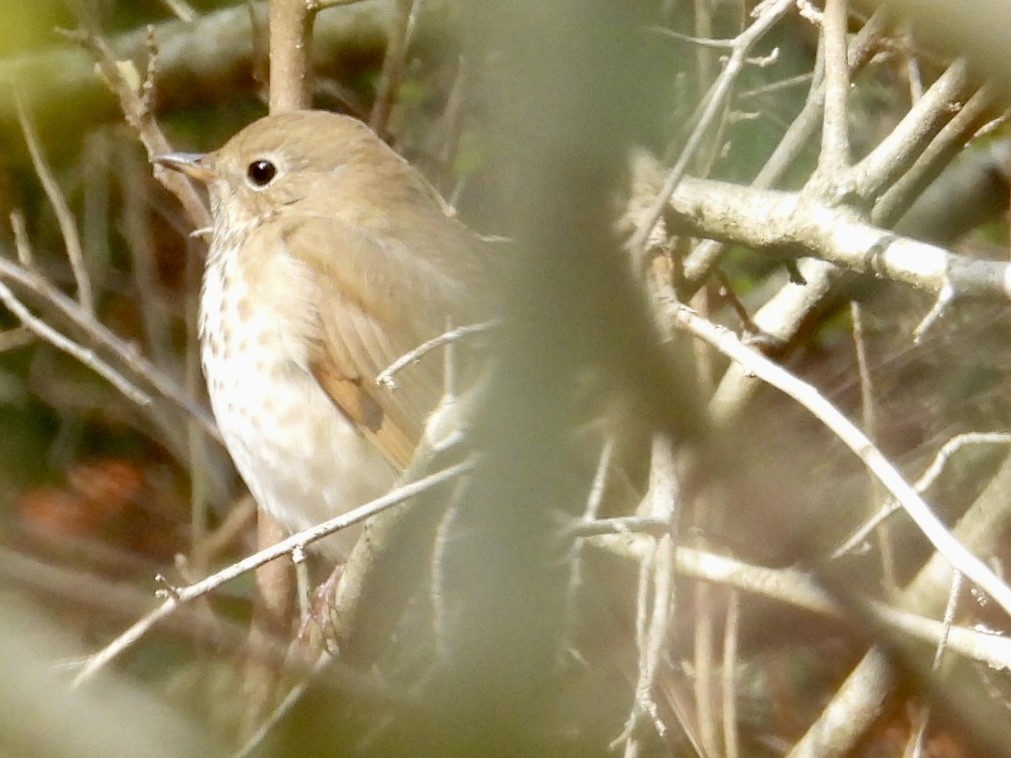 Hermit Thrush - ML644413445
