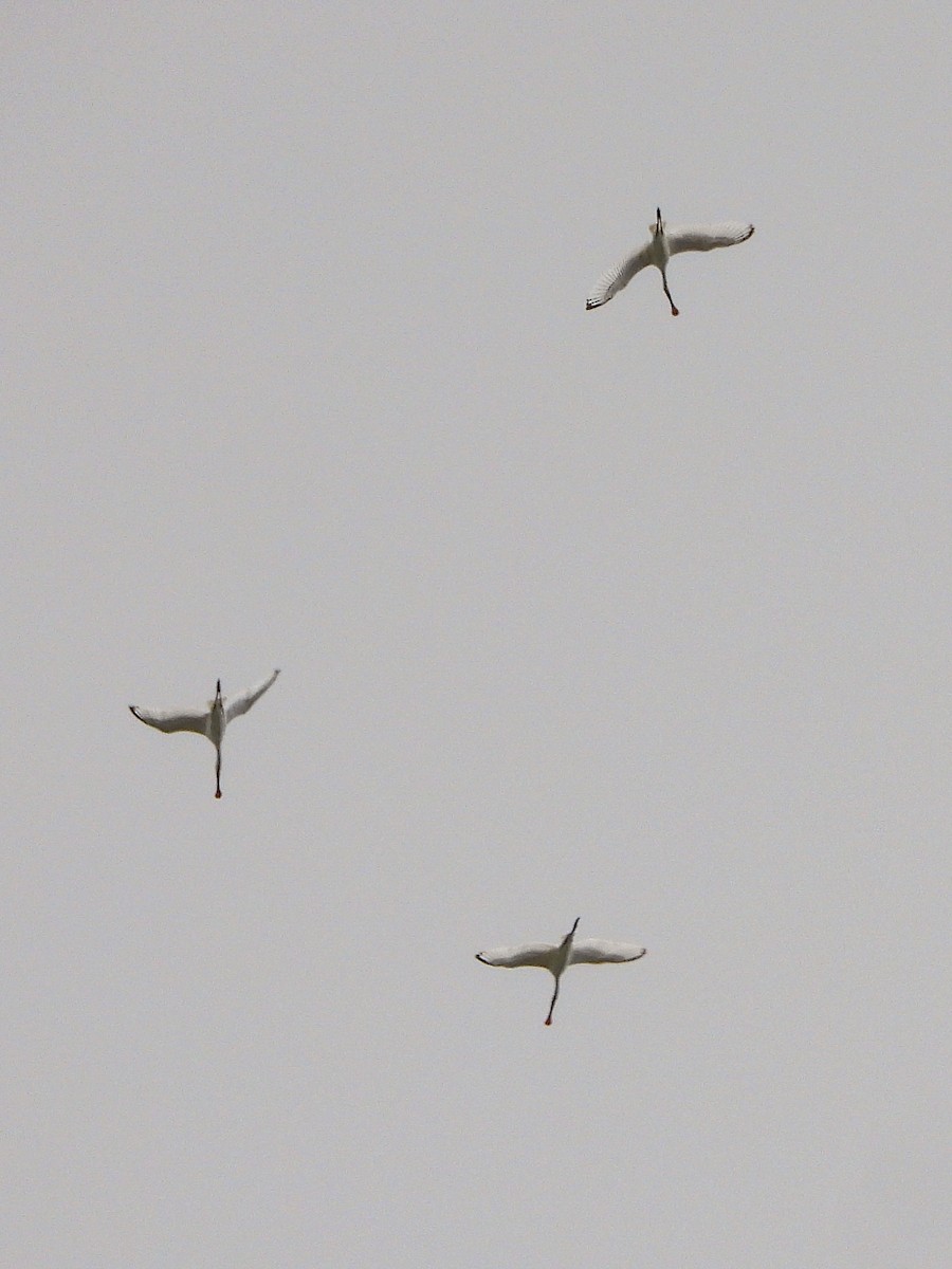 kolpík bílý - ML644413460