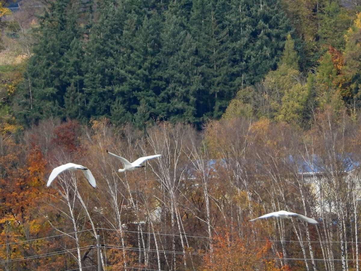 kolpík bílý - ML644413462