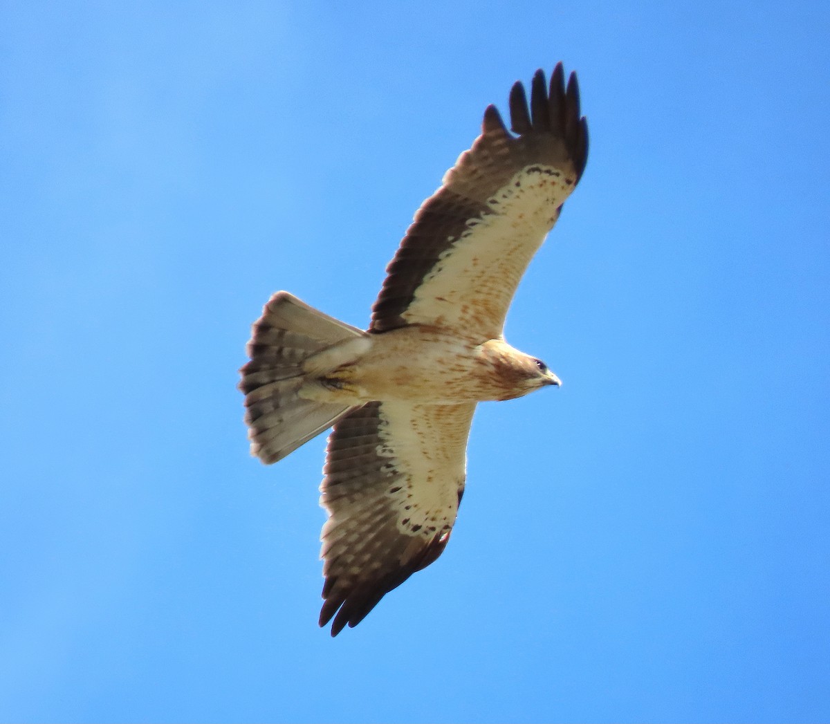Booted Eagle - ML644413464