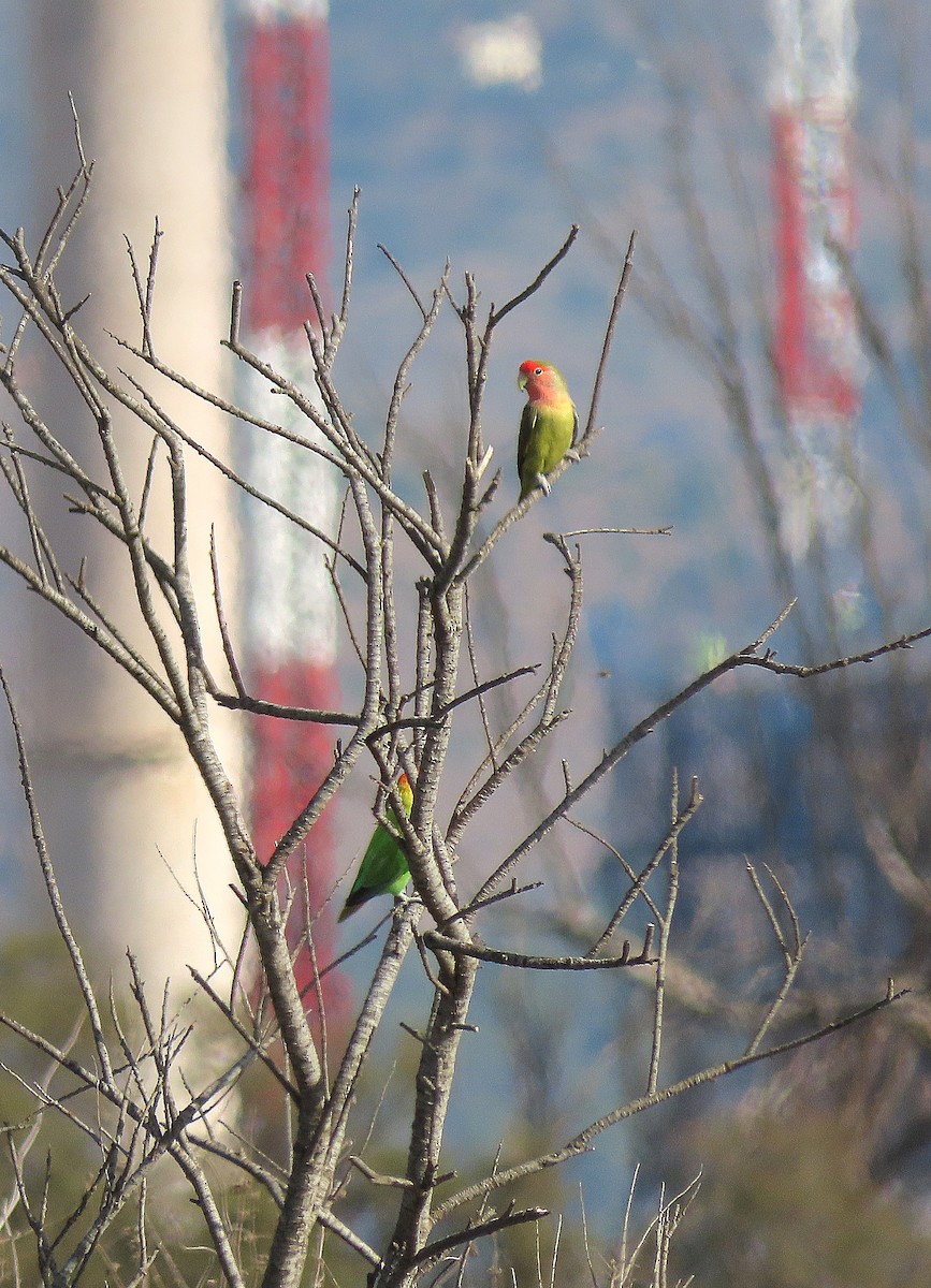 Rosy-faced Lovebird - ML644413465