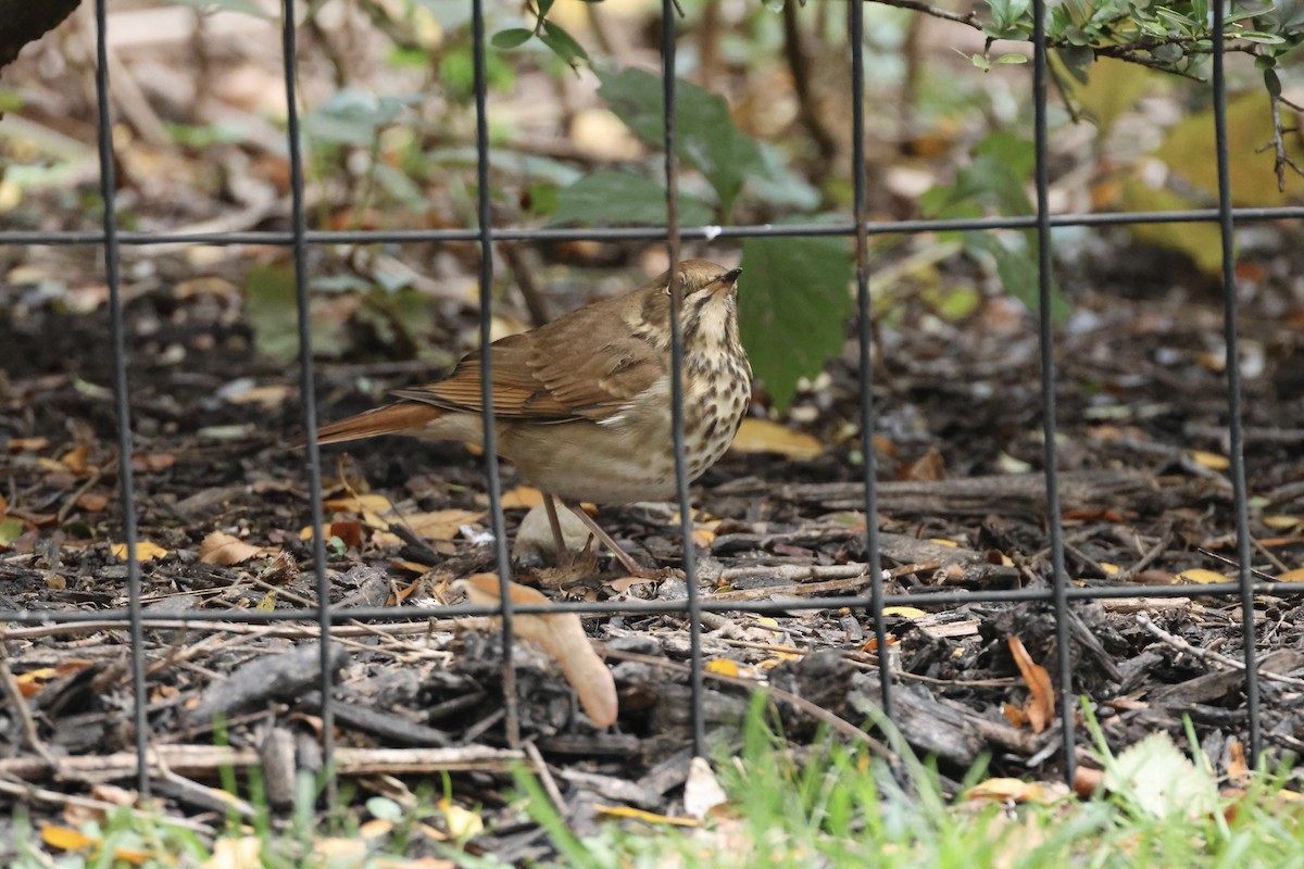 Hermit Thrush - ML644413466