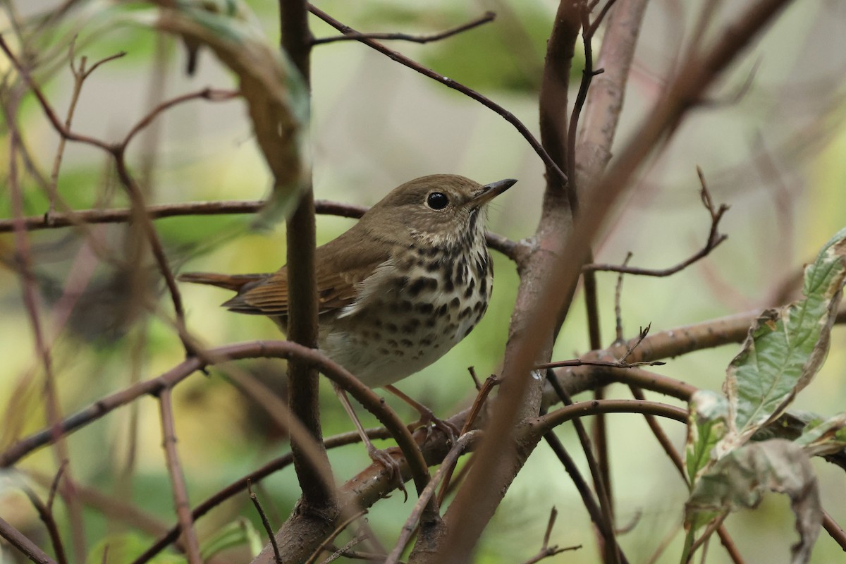 Hermit Thrush - ML644413482