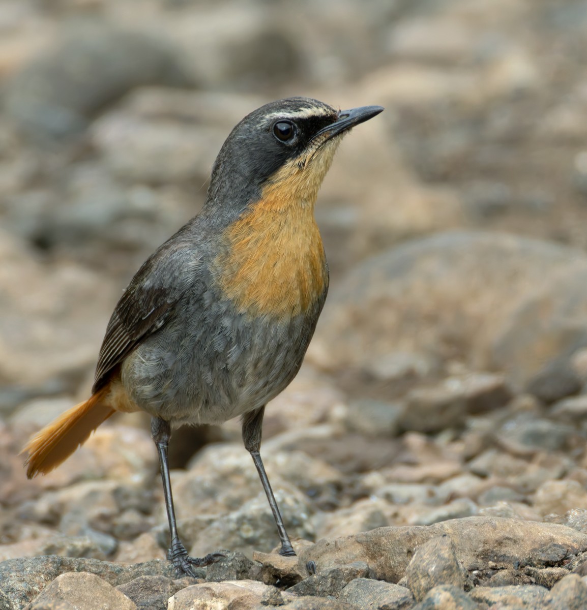 Cape Robin-Chat - ML644413485
